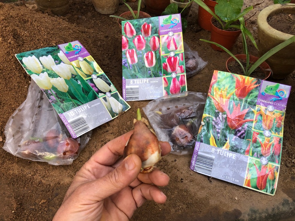 September through December is the best time of the year to plant flower bulbs, like tulips as most fall plants need a period of chilling over the winter to perform well next coming spring.