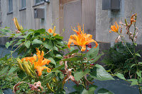smc PENTAX-M 1:2.8 40mm　絞り:F22