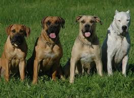 Boerboel vacht