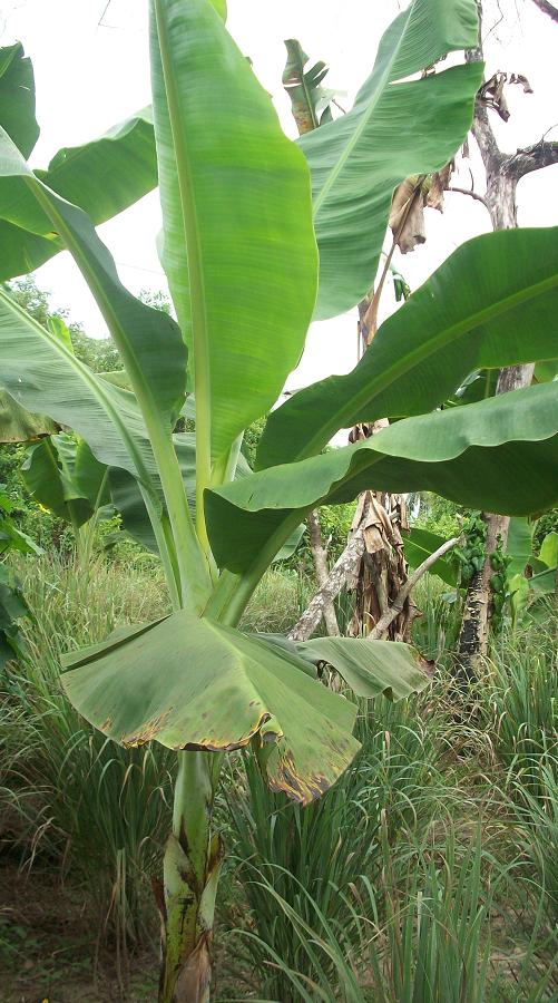 Semua Menjadi Mengenali Mesra Pokok Pisang