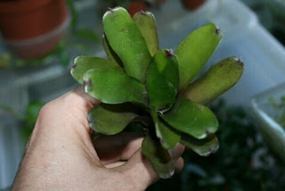 neoregelia narziss