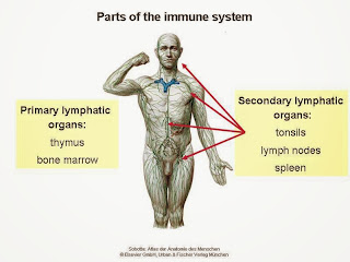 Immune System