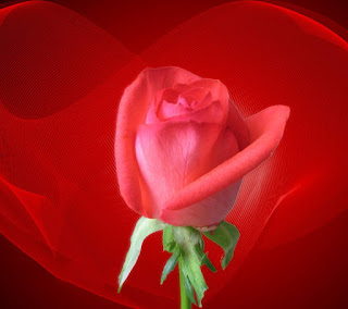 Beautifull Rose HD Desktop Wallpaper Photos