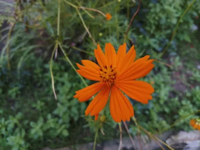 Orange Cosmos flower : Also known as yellow Cosmos