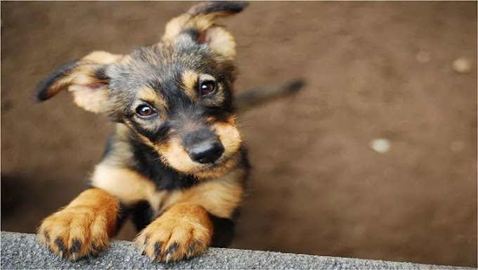 Porto Velho disponibilizará 72 pontos de vacinação para cães e gatos
