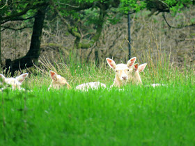 Parkanaur Forest Park White Fallow Deer