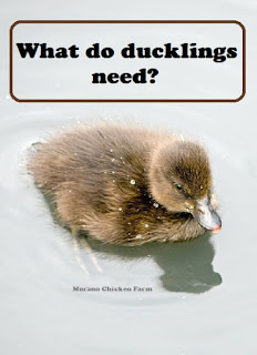 What you need to raise ducklings