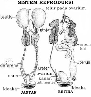  SISTEM  REPRODUKSI  FERTILISASI Embryology of Aves