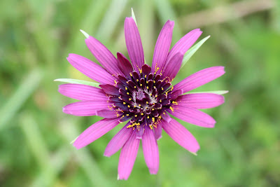 Paarse Morgenster - Pearse Moarnsstjer - Tragopogon porrifolius