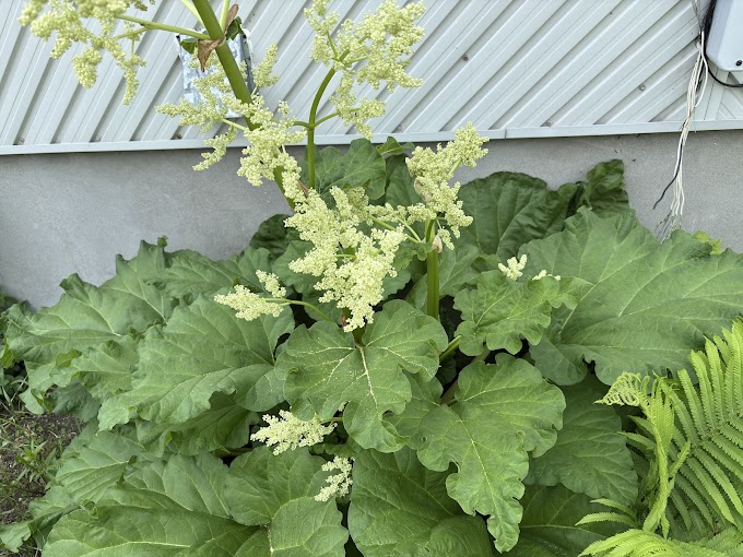 The Rhubarb Pact