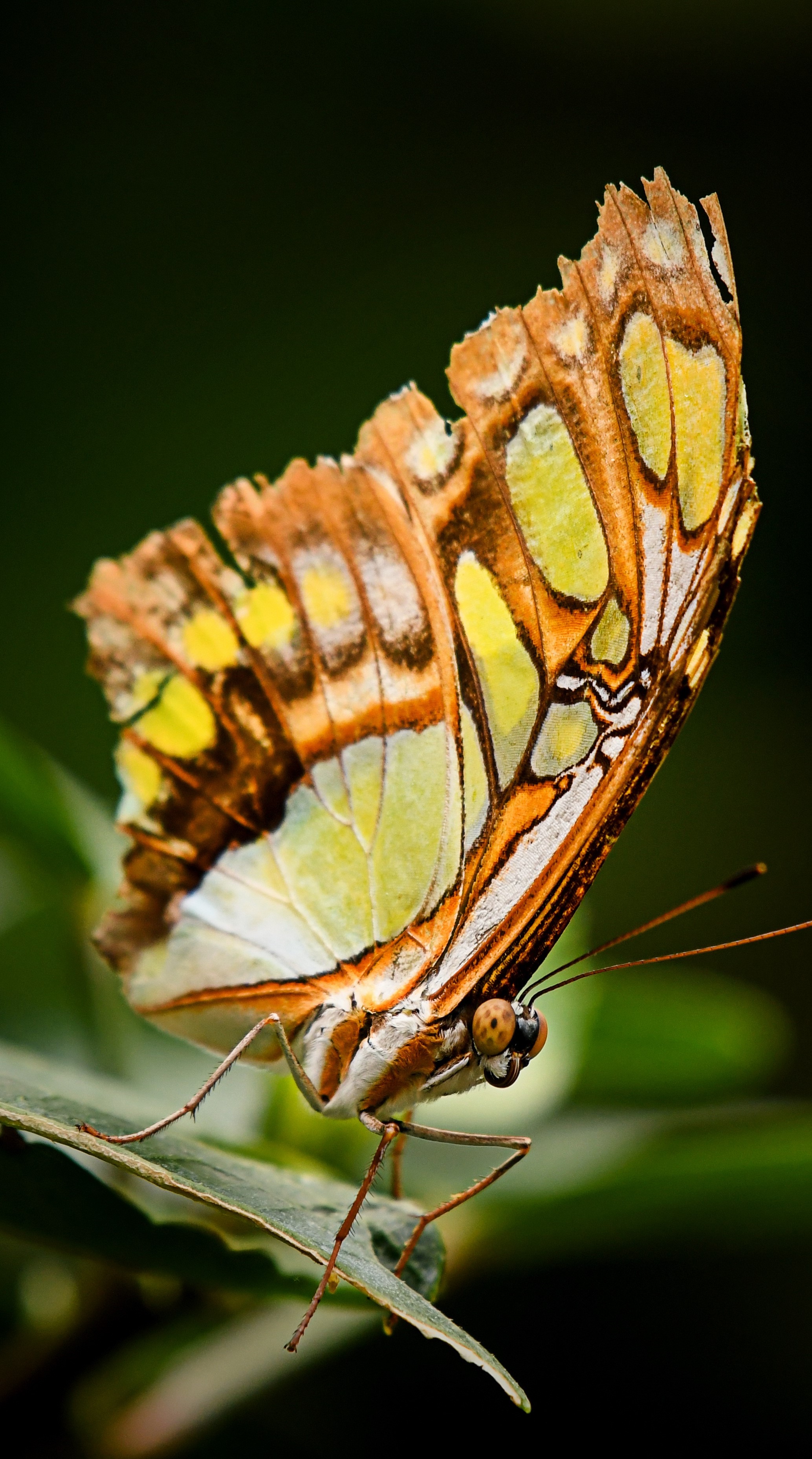 Colorful butterfly.