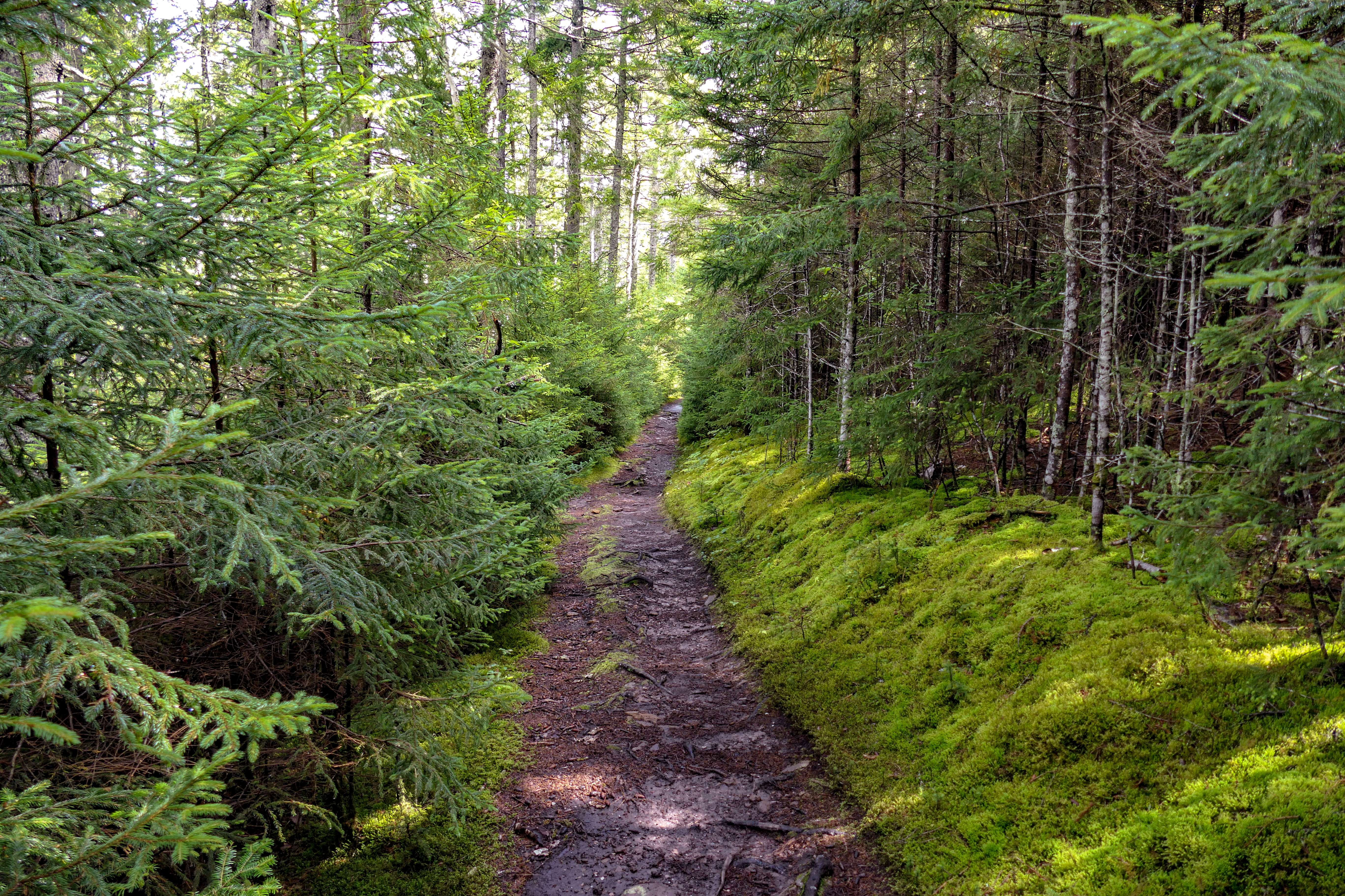 Guide to Fundy National Park in New Brunswick, Canada - Thrillist