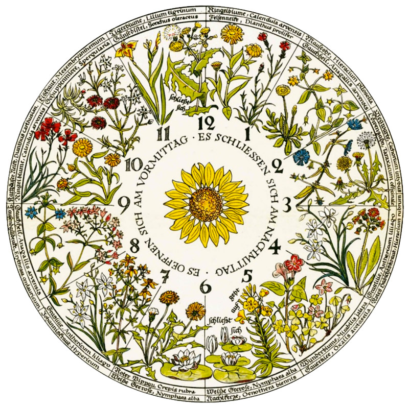 Linnaeus's Flower Clock: Keeping Time With Flowers | Amusing Planet