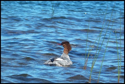Eagle Lake and more popovers 153
