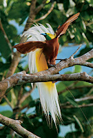 Photos Of Bird Of Paradise