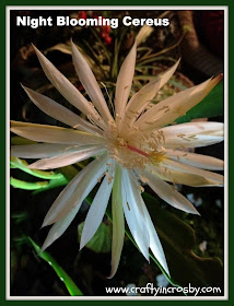 www.craftyincrosby.com, Night Blooming Flower, blooming cactus