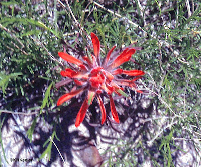 Indian paintbrush, Castilleja species