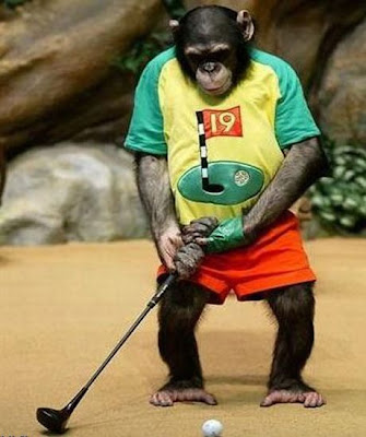Funny Golf Photos on Funny Animal Photos  A Golf Playing Chimp