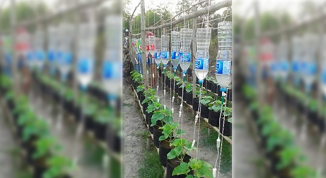 Berkebun Sayur Di Polybag,