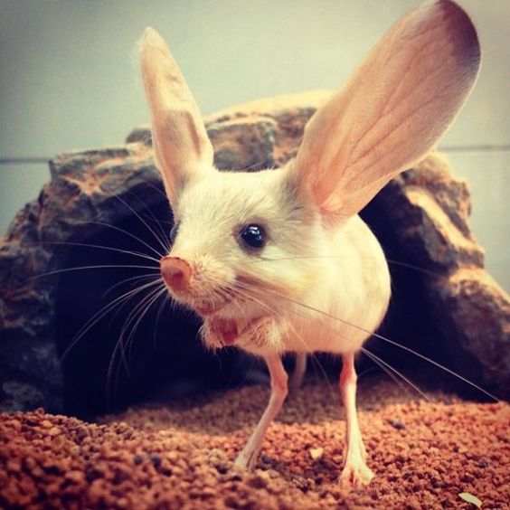 long-eared jerboa