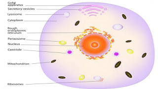 जीवधारियों की प्रत्येक कोशिका का संपूर्ण जीवित भाग जीवद्रव्य (Protoplasm) कहलाता है।