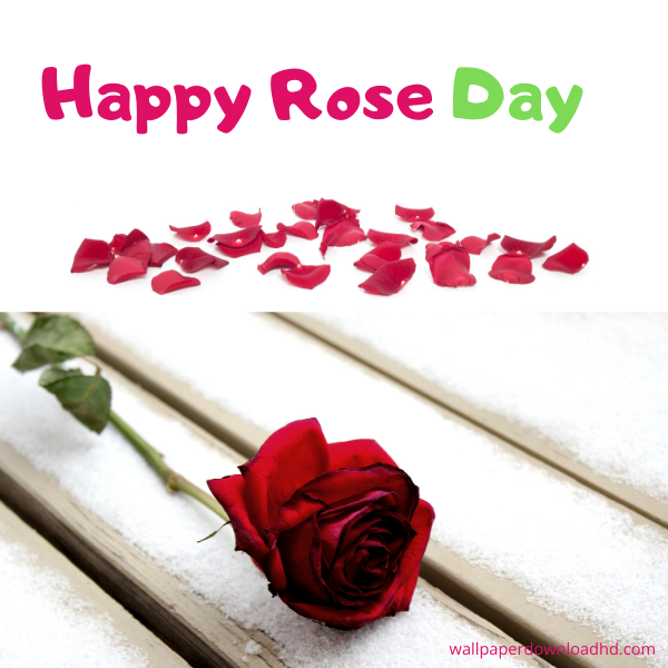 happy rose day images