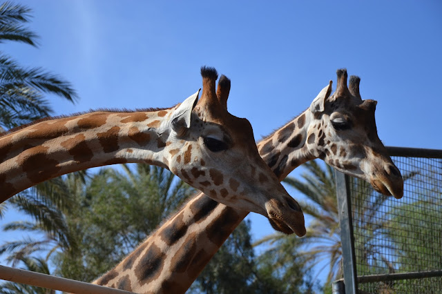 Fuerteventura -  Oasis Park