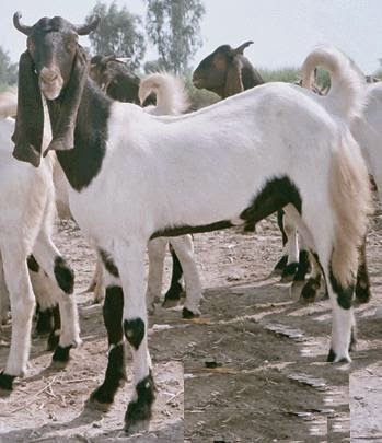 Cow Mandi 2013,Bakra Eid,Qurbani,Camel Slaughter,Goat 