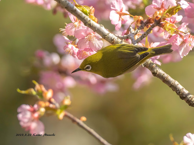 公園の河津桜にメジロがやってきました