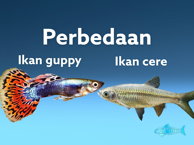 Perbedaan Ikan Guppy Dan Ikan Cere