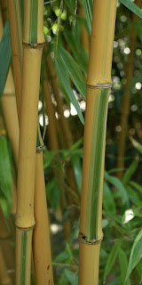 Phyllostachys bambusoides castillonis