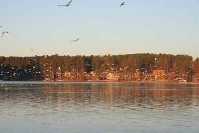 gulls on Lake Gaston