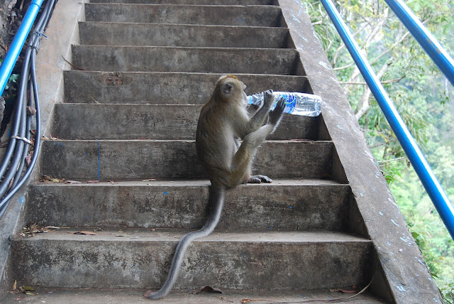 Обезьяны в Tiger Cave Temple, Krabi, Thailand.