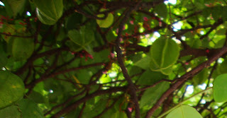  Tanaman belimbing yaitu flora buah yang biasanya ada di sekitar kita Manfaat dan Khasiat Tanaman Belimbing (Averrhoa Carambola L)