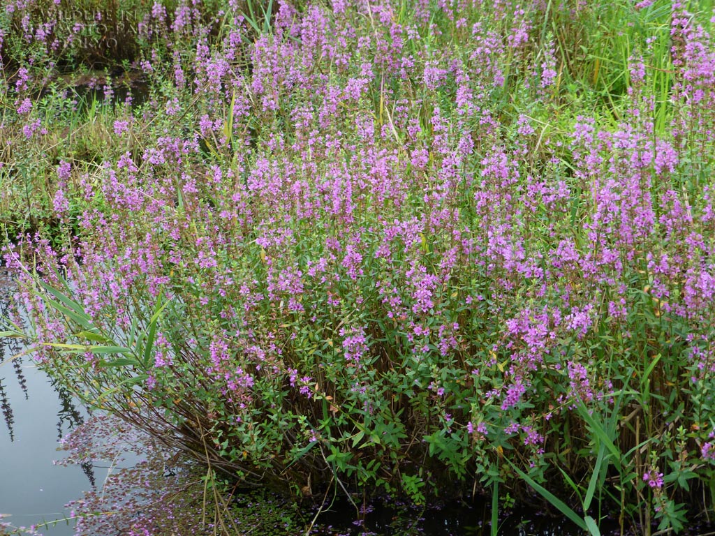 ミソハギ Purple Loosestrife 水元公園の生き物