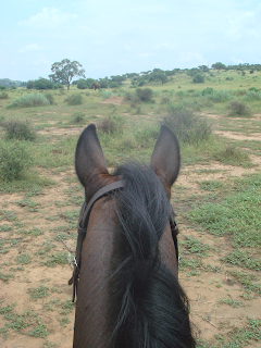 norsu, mashatu, botswana, hevonen, safari, riitta reissaa