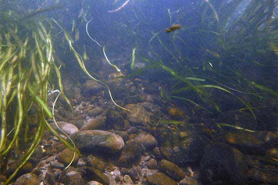 Bottom of Allegheny River