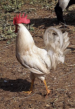 Questo gallo bianco, trovato in un pollaio del veneziano, con la sua compagna, ricordava l'antica razza Megiarola, per le sue caratteristiche fisiche e produttive. Foto di Andrea Mangoni.