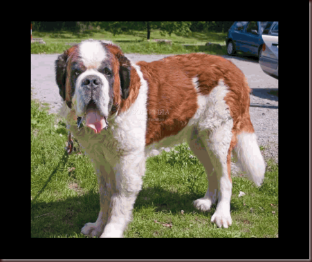 Amazing Animal Pictures St Bernard (12)