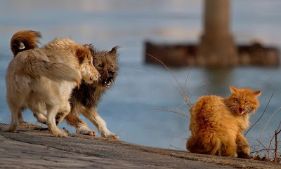 Brave Cat vs Dogs Seen On www.coolpicturegallery.us