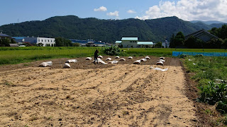 【20190826】モミガラ散布の様子