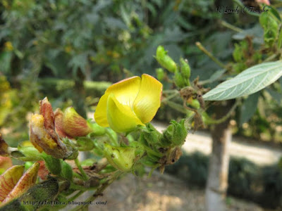 Pigeon pea, Cajanus cajan, Bangladesh, Fabaceae