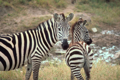  gambar  zebra Indonesiadalamtulisan Terbaru 2014