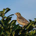 A few days on Inishbofin and another lifer Ortolan Bunting