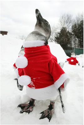 Santa Hat Seen On www.coolpicturegallery.us