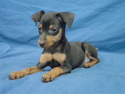 Miniature Pinscher Puppy Pictures