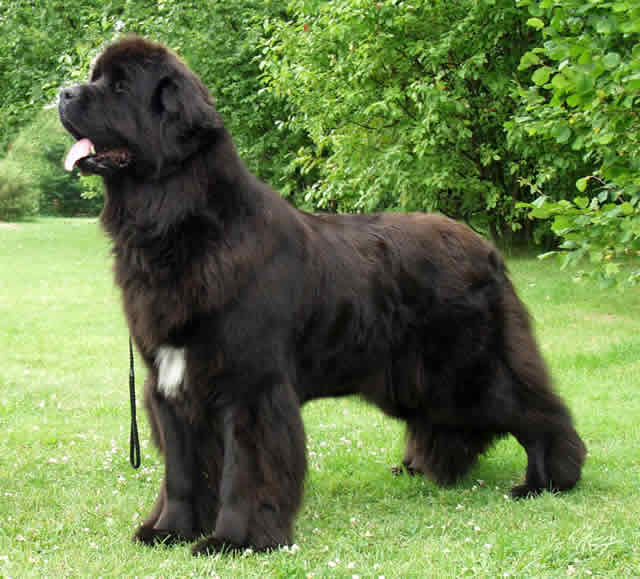 Newfoundland Dog Health Disorders