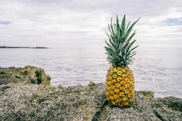 Pineapple is a sweet and medicinal fruit. Although it is widely grown available in the summer, it is available all year round, especially canned pineapple.