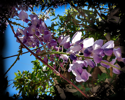 spring wisteria blooms in the desert southwest