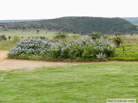 Riverdene Lodge - Shamwari Game Reserve